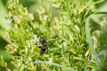 Bee working on a white flower 1