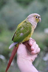 bird in hand