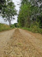 Fototapeta premium Road full of autumn leaves