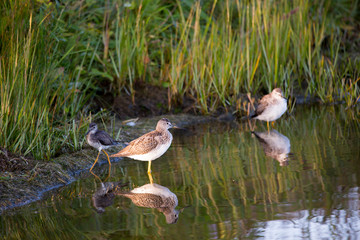 Side view of greater yellowlegs standing in shallow water during a late summer golden hour sunny morning, with tho other birds in the background, Gros-Cacouna Marsh, Cacouna, Quebec, Canada
