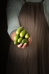 Woman holding in hand freshly harvested cucumbers, closeup.