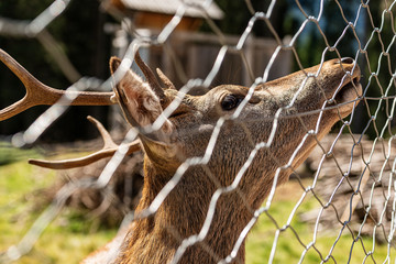 Close-up of a deer behind a fence, wire mesh, in Italian Alps. Natural park of Paneveggio, Val di Fiemme, Trentino Alto Adige, Italy, Europe