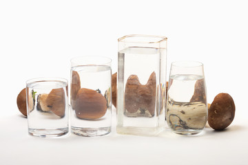 Boletus edulis distorted through liquid and glass on white background.