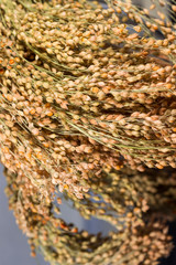 A bunch of twigs of millet close-up. Background