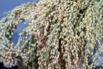 A bunch of twigs of millet close-up. Background