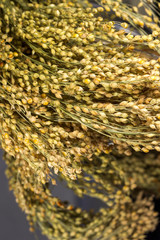A bunch of twigs of millet close-up. Background