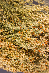 A bunch of twigs of millet close-up. Background