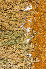 Grains and sprigs of red millet. Top view