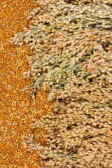 Grains and sprigs of red millet. Top view