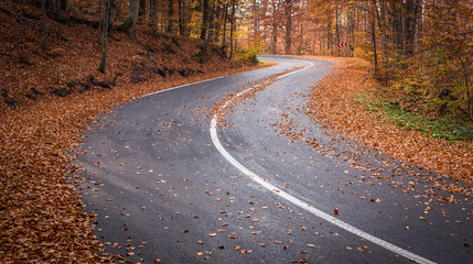Curvy asphalt road in the autumn forest © Ádám Fáth