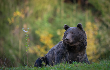 Brown bear in the forest with bookeh in the background
