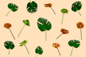 Colorful Anthurium flowers and with Monstera leaf background.