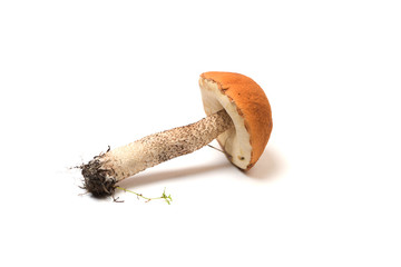 Boletus mushroom isolated on white background. Close up.