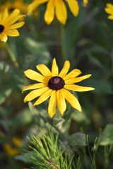 Blühende Rudbeckien (Rudbeckia)