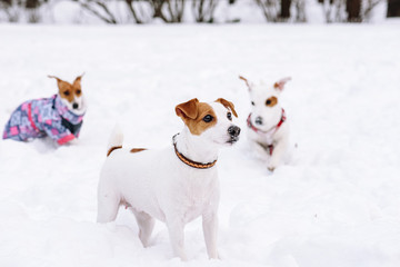 Group of Jack Russell Terrier dogs walking together playing in snow