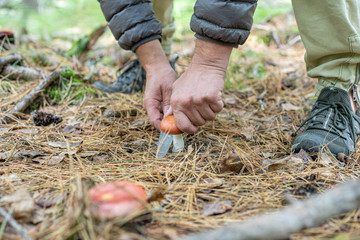 Close up hands cut a wegetable mushroom in a forest with a knife.