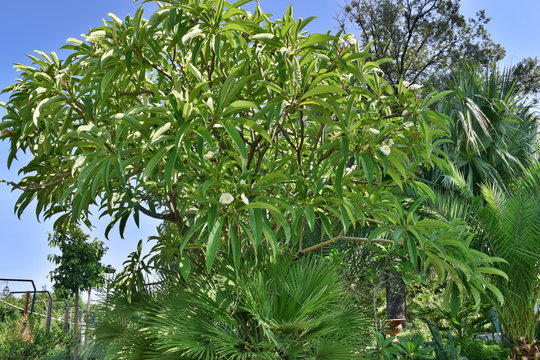 Pomelia. Giardini Reali- Palazzo dei Normanni-Palermo-Sicilia