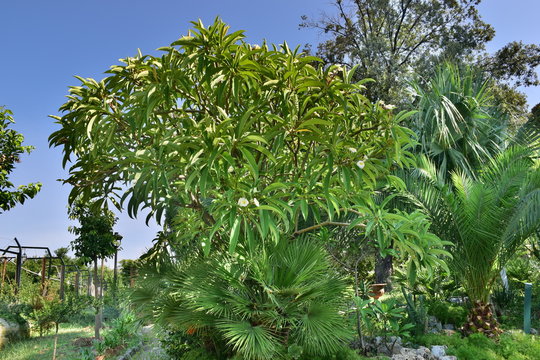 Pomelia. Giardini Reali- Palazzo dei Normanni-Palermo-Sicilia