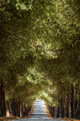 Tunnel of Trees - rays of sun in the forest