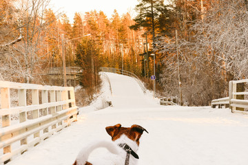 Dog walking on leash looking at typical Finnish view with pedestrian way