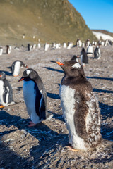 Funny looking gentoo penguin chick enjoing the sunbath with his flock at the Barrientos Island, Antarctic