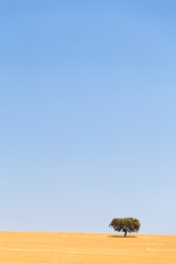 Fields of Gold - Lonely tree in Alentejo, Portugal