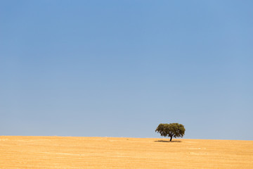 Fields of Gold - Lonely tree in Alentejo, Portugal