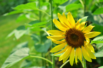 The sunflower that started to bloom is very beautiful in yellow. And there were bees to eat Pollen with sunflower