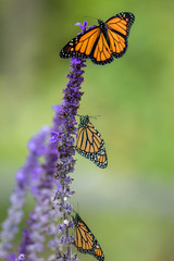 Monarch Butterfly trio, Danaus Plexippus, on blue salvia flowers, portrait
