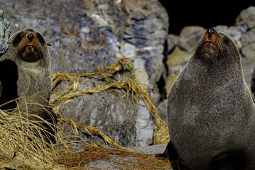 Seal, New Zealand, Wairapara