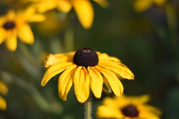 Blühende Rudbeckie (Rudbeckia)