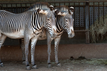 Fototapeta na wymiar portrait of a couple of zebras in the barn