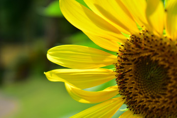 The sunflower that started to bloom is very beautiful in yellow. And there were bees to eat Pollen with sunflower