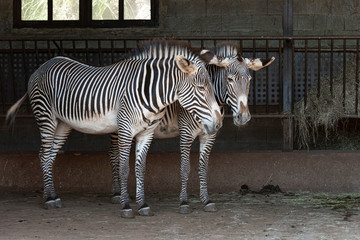 Fototapeta na wymiar portrait of a couple of zebras in the barn