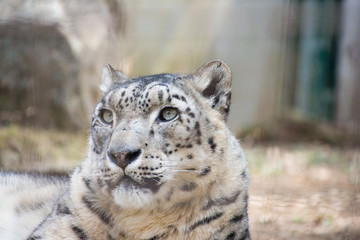 Fototapeta premium 雪豹