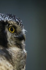 Close up portrait of the common northern hawk-owl (Surnia ulula), a medium sized true owl of the northern latitudes. Majestic bird stares at photographer. Estonia, North Europe.