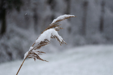 A flower in mid winter covered in snow