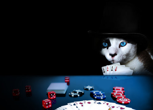 Cat wearing a hat playing poker with four aces in hand