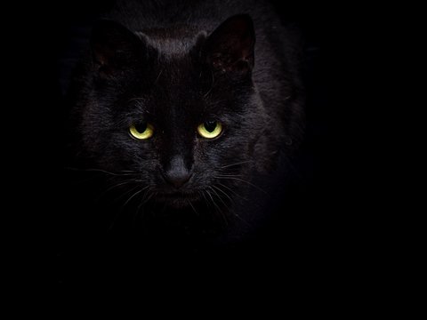 A prowling black cat against a black background