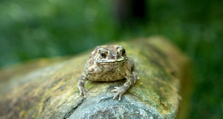 Amphibian Toad sitting on a rock in a rainforest