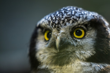 Close up portrait of the common northern hawk-owl (Surnia ulula), a medium sized true owl of the northern latitudes. Majestic bird stares at photographer. Estonia, North Europe.