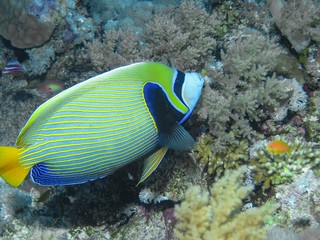 An Emperor Angelfish (Pomacanthus imperator)