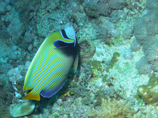 An Emperor Angelfish (Pomacanthus imperator)