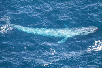 Blauwal im Indischen Ozean