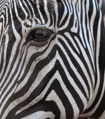 Fototapeta na wymiar eye of zebra