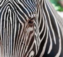 Fototapeta na wymiar eye of zebra