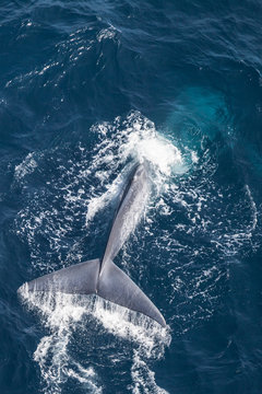 Blauwal Photos Royalty Free Images Graphics Vectors Videos Adobe Stock