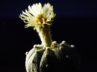 Cactus. echinopsis subdenudata