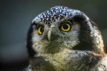 Close up portrait of the common northern hawk-owl (Surnia ulula), a medium sized true owl of the northern latitudes. Majestic bird stares at photographer. Estonia, North Europe.