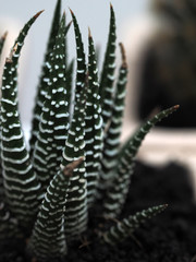 Cactus. Zebra plant propagation